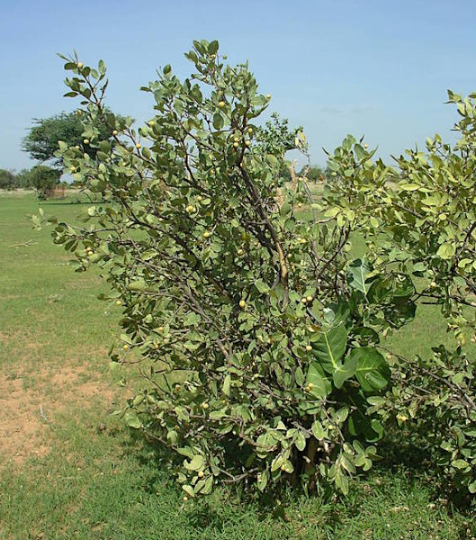Boscia senegalensis (Pers ) Lam au Senegal, Louba.